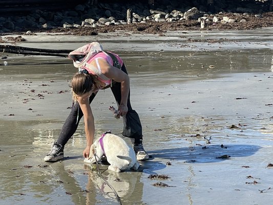GOOD DOG FOR LIFE 48 Photos 21 Reviews Pacifica California Dog 