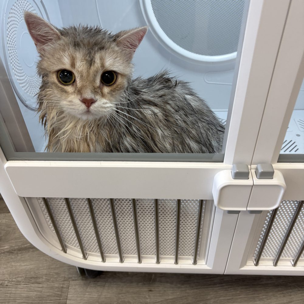 Where to Get My Cat Groomed: Top Trusted Grooming Spots Nearby