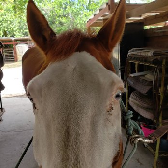 Spun Gold Equestrian Center - Cool - Horseback Riding Near Me - Davie, Florida Spun Gold Equestrian Center - Cool - Horseback Riding Near Me - Davie, Florida
