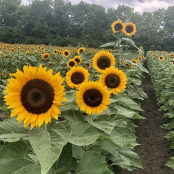 Spencer Farm - Pick Your Own Farms Near Me - Noblesville, Indiana Spencer Farm - Pick Your Own Farms Near Me - Noblesville, Indiana