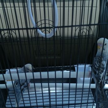 Alma's Flea Market - New members of thee family... $20.00 for both $10.00 for the cage - Flea Markets Near Me - Hanford, California Alma's Flea Market - New members of thee family... $20.00 for both $10.00 for the cage - Flea Markets Near Me - Hanford, California