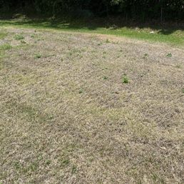 Dead zoysia Dead zoysia