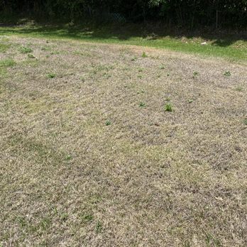 Greenworks - Dead zoysia - Pest Control Near Me - Plant City, Florida Greenworks - Dead zoysia - Pest Control Near Me - Plant City, Florida