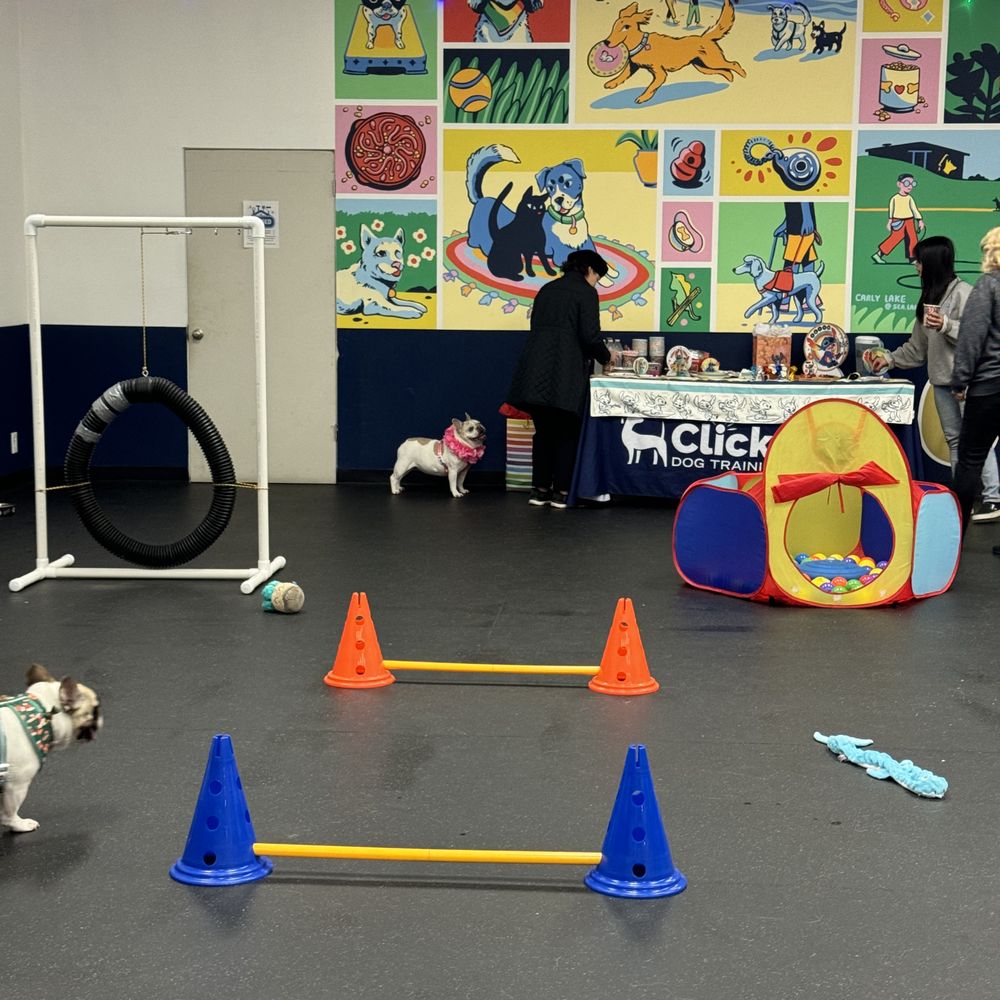 Clickstart Dog Training Academy - Awesome set up from Clickstart - Pet Training Near Me - Lake Forest, California