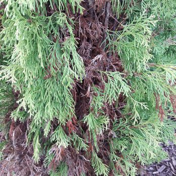 Platt Hill Nursery - Plant didnt survive? It's okay because there is a one year warranty - Nurseries & Gardening Near Me - Bloomingdale, Illinois