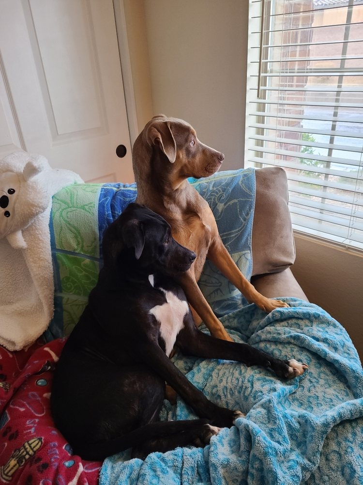 BLUE DIAMOND ANIMAL HOSPITAL Updated August 2024 79 Photos & 239