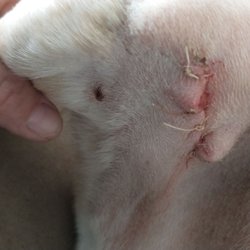 Riverview Veterinary Center - Area of sutures.