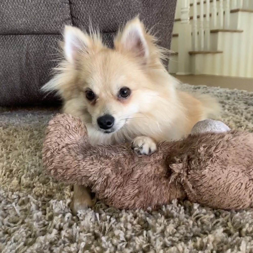 Revive Chiropractic Group - The dog that ruined my back - Chiropractors Near Me - Stanton, California Revive Chiropractic Group - The dog that ruined my back - Chiropractors Near Me - Stanton, California