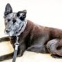 Photo of Sit & Stay Pet Care