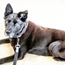 Sit & Stay Pet Care - Mocha at the vet