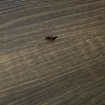 Residence Inn by Marriott - Actual poop on my floor - Hotels Near Me - Waldorf, Maryland Residence Inn by Marriott - Actual poop on my floor - Hotels Near Me - Waldorf, Maryland