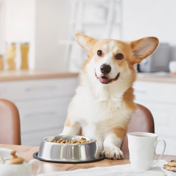 Paws 'n' Rec - Pearl Ave - Pet Sitting Near Me - Tampa, Florida Paws 'n' Rec - Pearl Ave - Pet Sitting Near Me - Tampa, Florida