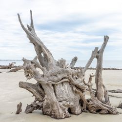 Marshland Credit Union - Driftwood Beach on Jekyll Island, GA