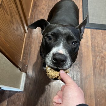 Parlor Doughnuts - My dog LOVED his doggy donuts - Donuts Near Me - Lake Worth, Texas Parlor Doughnuts - My dog LOVED his doggy donuts - Donuts Near Me - Lake Worth, Texas