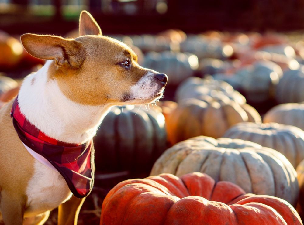 DAVE’S PUMPKIN PATCH VIERRA FARMS 289 Photos & 255 Reviews 3010