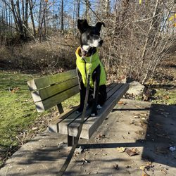 Julianna Park - Bolt enjoying some park time