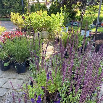 Western Dupage Landscaping - Ready to be planted - Landscaping Near Me - Naperville, Illinois Western Dupage Landscaping - Ready to be planted - Landscaping Near Me - Naperville, Illinois
