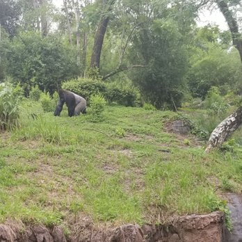 Gorilla Falls Exploration Trail - Amusement Parks Near Me - Lake Buena Vista, Florida
