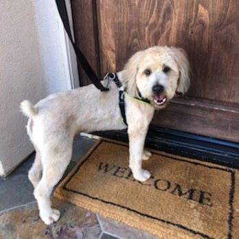 Pawsitive Pet Spa - Pet Groomers Near Me Pawsitive Pet Spa - Pet Groomers Near Me