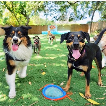 Friendly Paws - The faces say it all! Bentley, our year old Aussie pup, on the left. :-) - Pet Boarding Near Me - Miami Beach, Florida