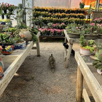 The Greenhouse - Tropical greenhouse + kitty - Nurseries & Gardening Near Me - Norman, Oklahoma The Greenhouse - Tropical greenhouse + kitty - Nurseries & Gardening Near Me - Norman, Oklahoma