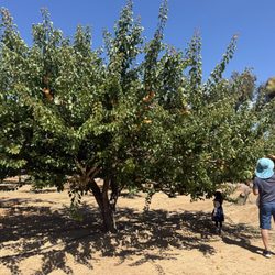 Apricot season started 2026