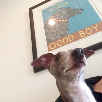 Treehouse Animal Clinic - Waiting patiently to see the vet. - Veterinarians Near Me - Atlanta, Georgia