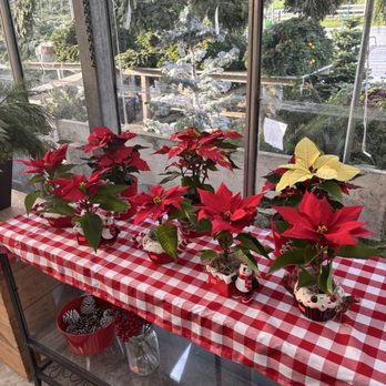 Repetto's Greenhouse Florists - Holiday gifts - Nurseries & Gardening Near Me - Half Moon Bay, California Repetto's Greenhouse Florists - Holiday gifts - Nurseries & Gardening Near Me - Half Moon Bay, California