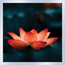New Bloom Counselling