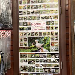 Currituck Feed And Seed - Poster of breeds of chickens