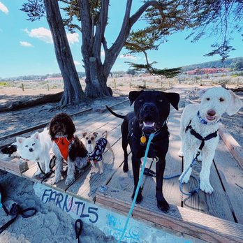 Premier Pawsitter - Beach day - Dog Walkers Near Me Premier Pawsitter - Beach day - Dog Walkers Near Me
