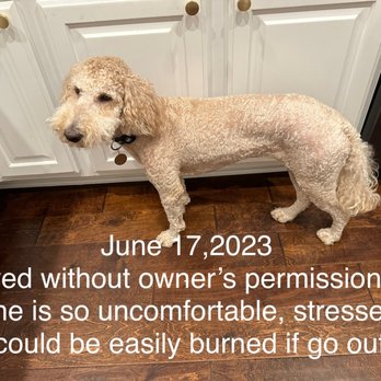 Haute Dog Pet Spa - She is so uncomfortable unhappy she is not the same dog!!! - Pet Groomers Near Me - Austin, Texas Haute Dog Pet Spa - She is so uncomfortable unhappy she is not the same dog!!! - Pet Groomers Near Me - Austin, Texas
