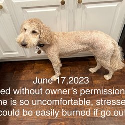 Haute Dog Pet Spa