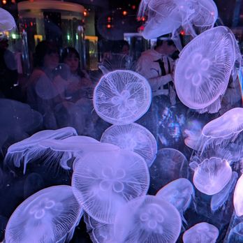 アクアパーク品川 - Updated December 2025 - 328 Photos & 31 Reviews