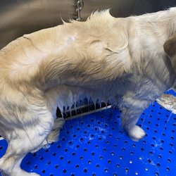 Long Leash On Life - Self Wash