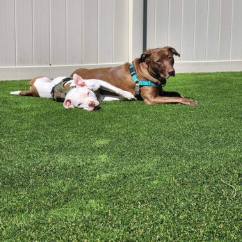 Bold Turf Co - Artificial Turf Near Me - Ponte Vedra Beach, Florida