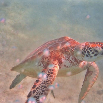 Kay Tours Mexico - Sea Turtle at Akumal Bay - Snorkeling Near Me - Playa del Carmen, ROO Kay Tours Mexico - Sea Turtle at Akumal Bay - Snorkeling Near Me - Playa del Carmen, ROO