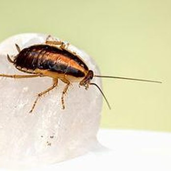 Whiskey Branch Pest Control - Pest Control Near Me - Cleveland, Texas Whiskey Branch Pest Control - Pest Control Near Me - Cleveland, Texas