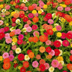 Hansen Plants