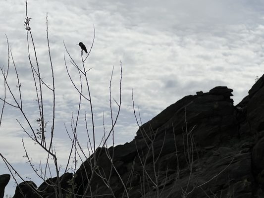Tahquitz Canyon by null