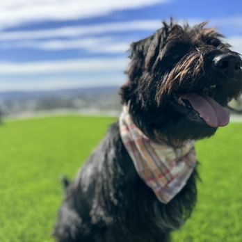 CRT K9 Dog Training - Pet Training Near Me - Spring Valley, California CRT K9 Dog Training - Pet Training Near Me - Spring Valley, California