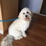 Photo of Styles 4 Paws