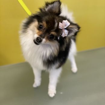 Well Groomed Pets - Look Good Feel Good! - Pet Groomers Near Me - Las Vegas, Nevada