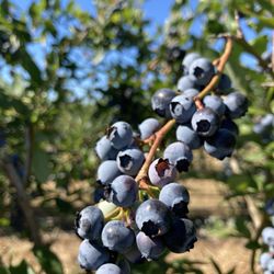 Nappe Blueberry Farms - Duke blueberries
