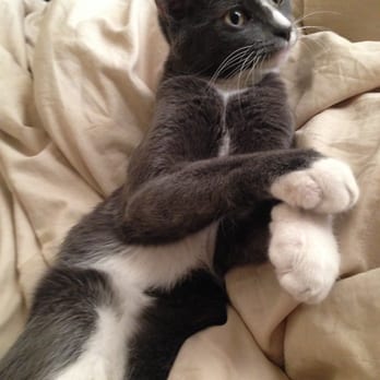 Almost Home Adoptions For Rescued Cats - Our adopted Oscar lovin his cush life - Animal Shelters Near Me - Westminster, Colorado Almost Home Adoptions For Rescued Cats - Our adopted Oscar lovin his cush life - Animal Shelters Near Me - Westminster, Colorado