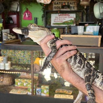 Gator Beach - Amusement Parks Near Me - Destin, Florida