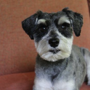 Bark & Mane of Lake Norman-North Charlotte - Pet Groomers Near Me