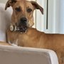 Photo of Petlover Central