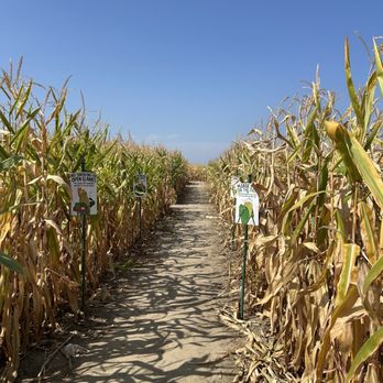 Tuttle Orchards - Corn maze - Fruits & Veggies Near Me - Greenfield, Indiana