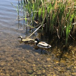 Grandin Pond